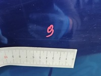 фото thumb №11, Двері скло задня ліва орні кватиркове fiat doblo ii 2 granatowy 487