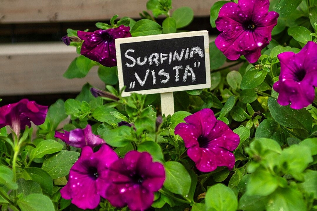 VERTO TABLICZKI SADOWNICZE ETYKIETY ZNACZNIKI DO OPISU ROŚLIN 5SZT 15G460