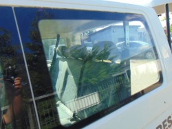 vw T5 стекло кузова зад левый AS2 2006R