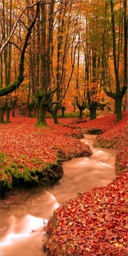 Tło фотографічне jesień листя дерева 150x300 cm, фото