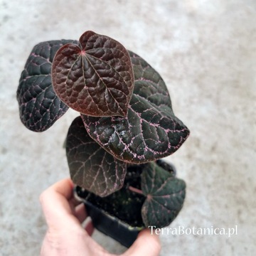 Новинка рідкість Piper porphyrophyllum-віварій, тераріум