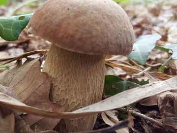 Підберезник усипаний лісовими грибами міцелій микориза
