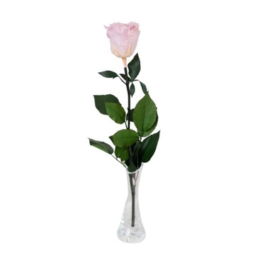 Бледно-розовая вечная Роза со стеблем и листьями