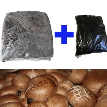 Грибниця коричнева + торф 24кг кубик для вирощування в домашніх умовах гриби