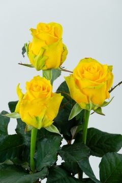 Желтая роза живая срезанная Пенни Лейн