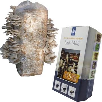 Вешенки + шиитаке мицелий грибы устричные