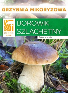 МІЦЕЛІЙ ПІДБЕРЕЗНИК БЛАГОРОДНИЙ ЛІСОВІ ГРИБИ В САДУ