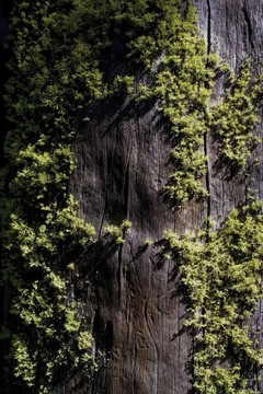 Дерево, покрытое мхом, настенный плакат 61x91, 5 см