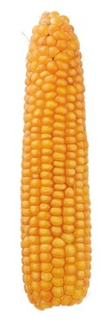 Насіння Кукурудзи Померанська Кукурудза С1 З / До 200