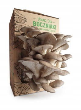 Вешенка устричная набор для выращивания грибов, балот