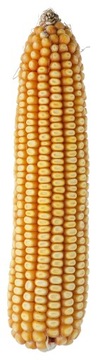 Насіння кукурудзи Кукурудза SM концентратори C / 1 силос