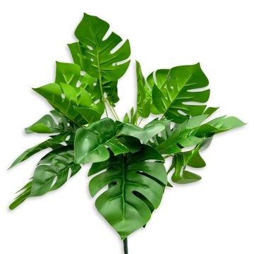 Monstera / Filodendron 50cmD