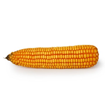 Насіння Кукурудзи Кукурудза Атлантіко С1 240 З / До
