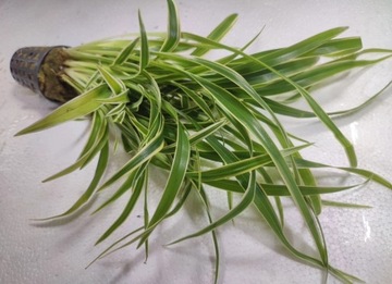 Chlorophytum bichetii [корзина]