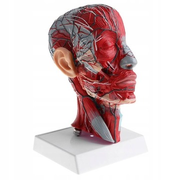 Анатомия 1:1 человеческая голова шея модель нерва