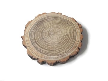 Акация 16-20 см пластырь деревянный диск