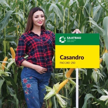 Насіння кукурудзи Кукурудза Casandro C / 1 OPTI 50TN