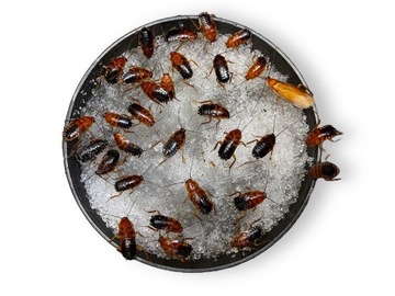 Гидрогель-гелевая вода для насекомых 100г, сверчков, тараканов, саранчи