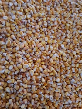 Кукурудзяне зерно, корм, корм 25 кг