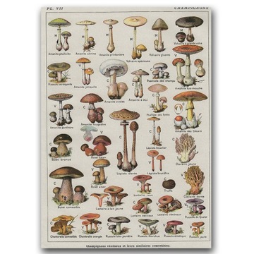 Для гостиной настенный плакат рамка грибы винтаж