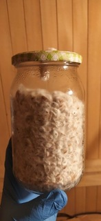 Grain spawn mazatapec 1 кг