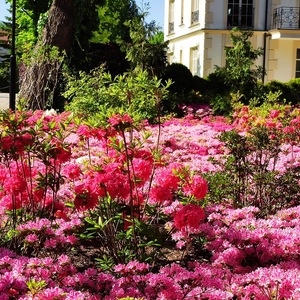 Japanese azalea - grown in a garden or a pot.  How to protect Japanese azalea from winter