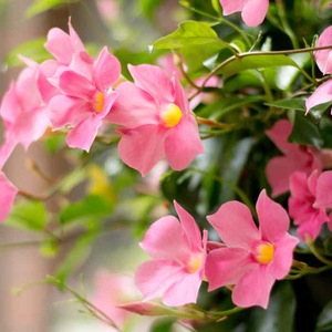 Mandevilla at home.  Growing, pruning, wintering, diseases.  How to care for the mandevilla?