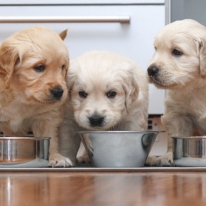 Odkurzacz Puppy - Niska cena na Allegro