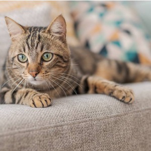 New cat in the house.  10 ways to prepare your cat for a second cat