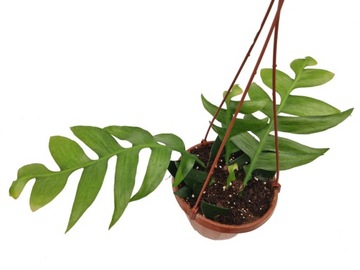 Platycerium mt lewis hillii trident 5cm 17 🏷️ 28 € ⏩ It pays to