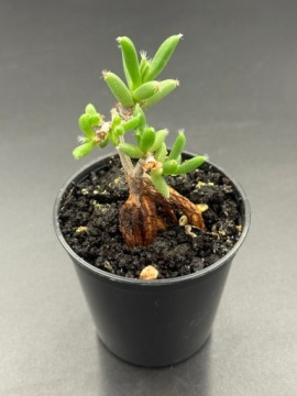 Platycerium Mt.lewis × hillii Trident Platy. Mt Lewis × hillii