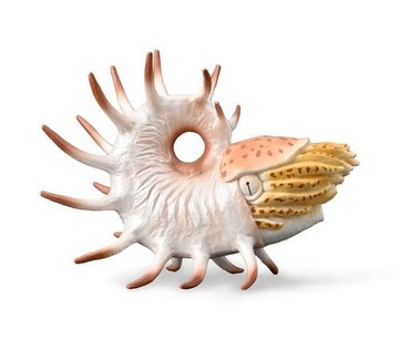 Cooperoceras 88946 COLLECTA