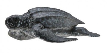 Słoń morski młody pływający 88456 COLLECTA