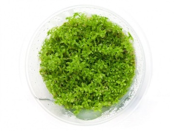 Hemianthus Micranthemoides kubek 10cm in vitro