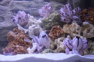 WAPIEN CZERWONY KAMIEN DO AKWARIUM MALAWI SELEKCJA