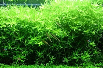 Heteranthera zosterifolia HETERANTERA PASKOWANA