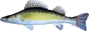 Antylaergiczna PODUSZKA SANDACZ GIGANT 105 cm. !!