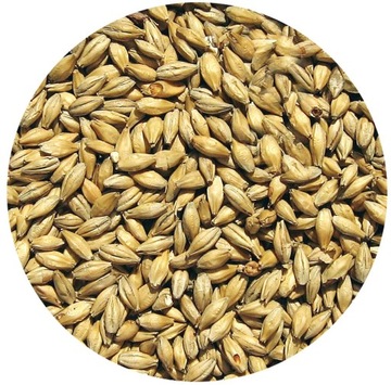 Słód PILZNEŃSKI Viking Malt 1kg