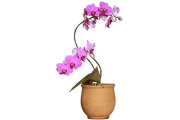 ORCHID Strong для орхидей 30мл - Агрекол