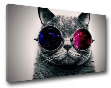 Kot w Okularach Kot Okulary Foto Obraz Canvas Dekoracja Prezent