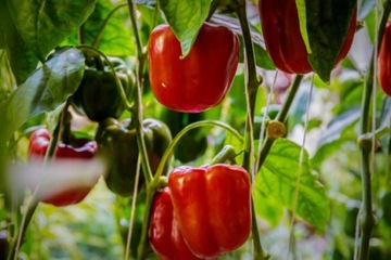 COMPO BIO ПОЧВА ДЛЯ ПОМИДОРОВ, ПЕРЦА, ОВОЩЕЙ 15 л