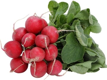 Rzodkiewka Carmesa duza paczka 10g