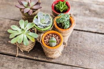 Грунт-субстрат для кактусов 3л Субстрал