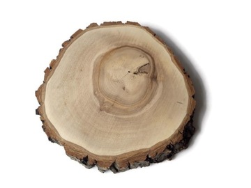 Duży Plaster drewna krążki orzech 14-17 cm gr 2 cm