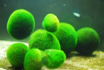 CLADOPHORA AEGAGROPHILA GAŁĘZATKA KULISTA 2-4cm MARIMO BALL
