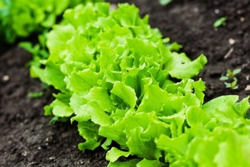 COMPO BIO ПОЧВА ДЛЯ ПОМИДОРОВ, ПЕРЦА, ОВОЩЕЙ 15 л