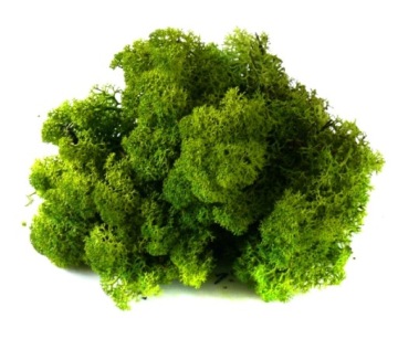 Мох ЯНЕВЫЙ ХРОБОТЕК 200г Средне-зеленый