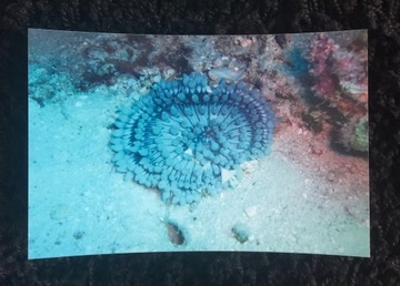 ФОТО РЫБЫ ныряющие КОРАЛЛОВЫЙ РИФ 4 шт.