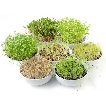 Емкость для проращивания здоровых ростков КОНТЕЙНЕР