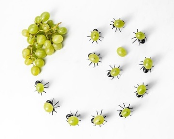 Вечеринка ANTS для закусок